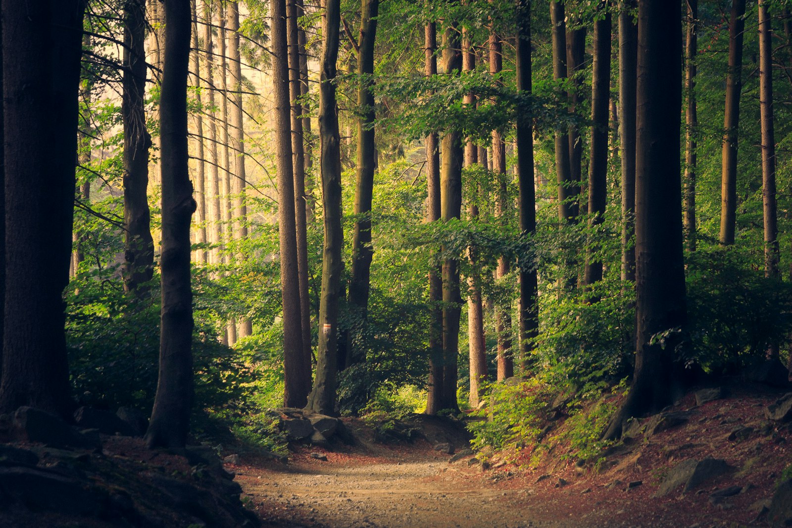 A forest path with sunlight through the trees, one direction chosen