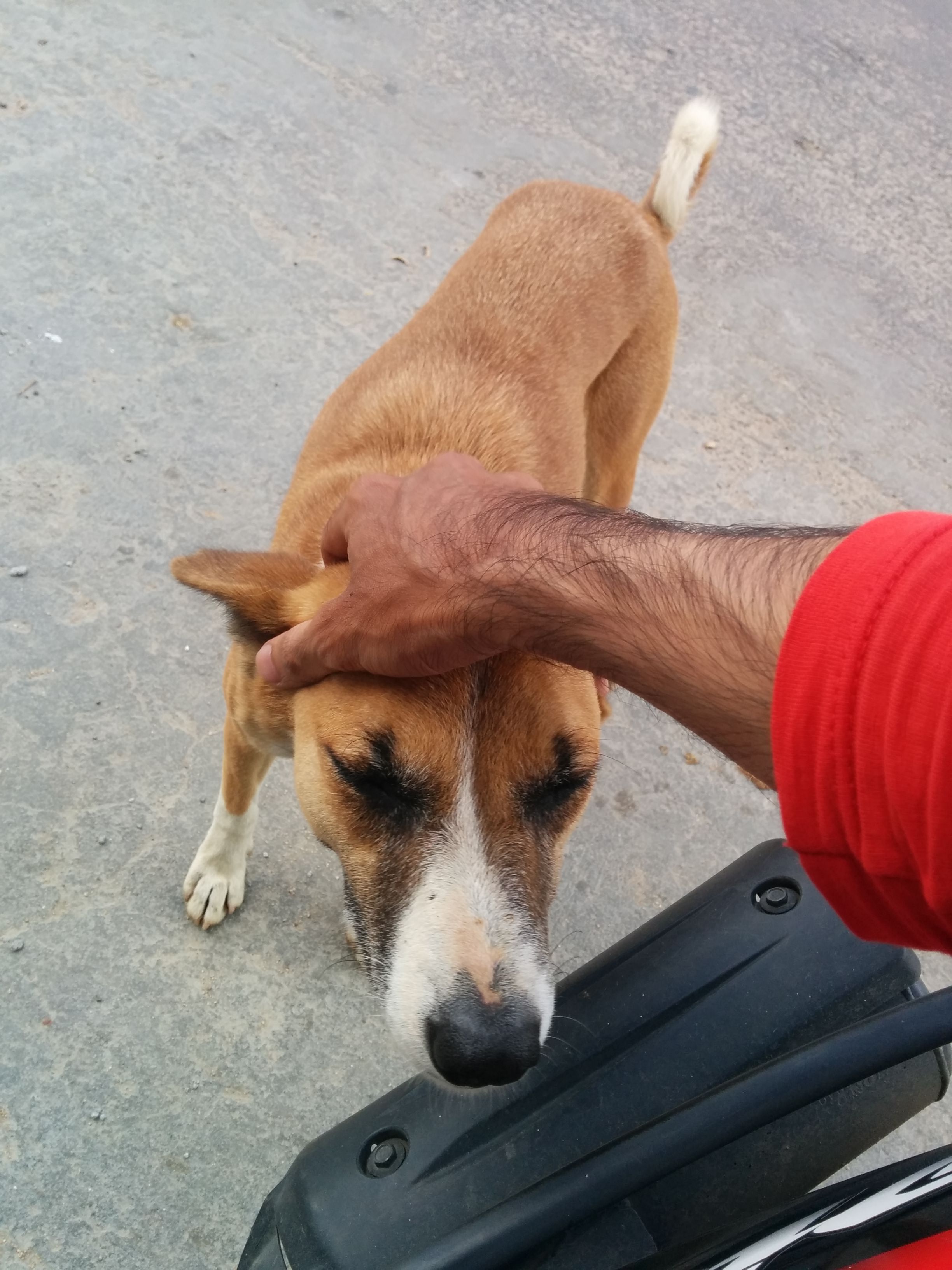 Doggo on a break outside the Zerodha site