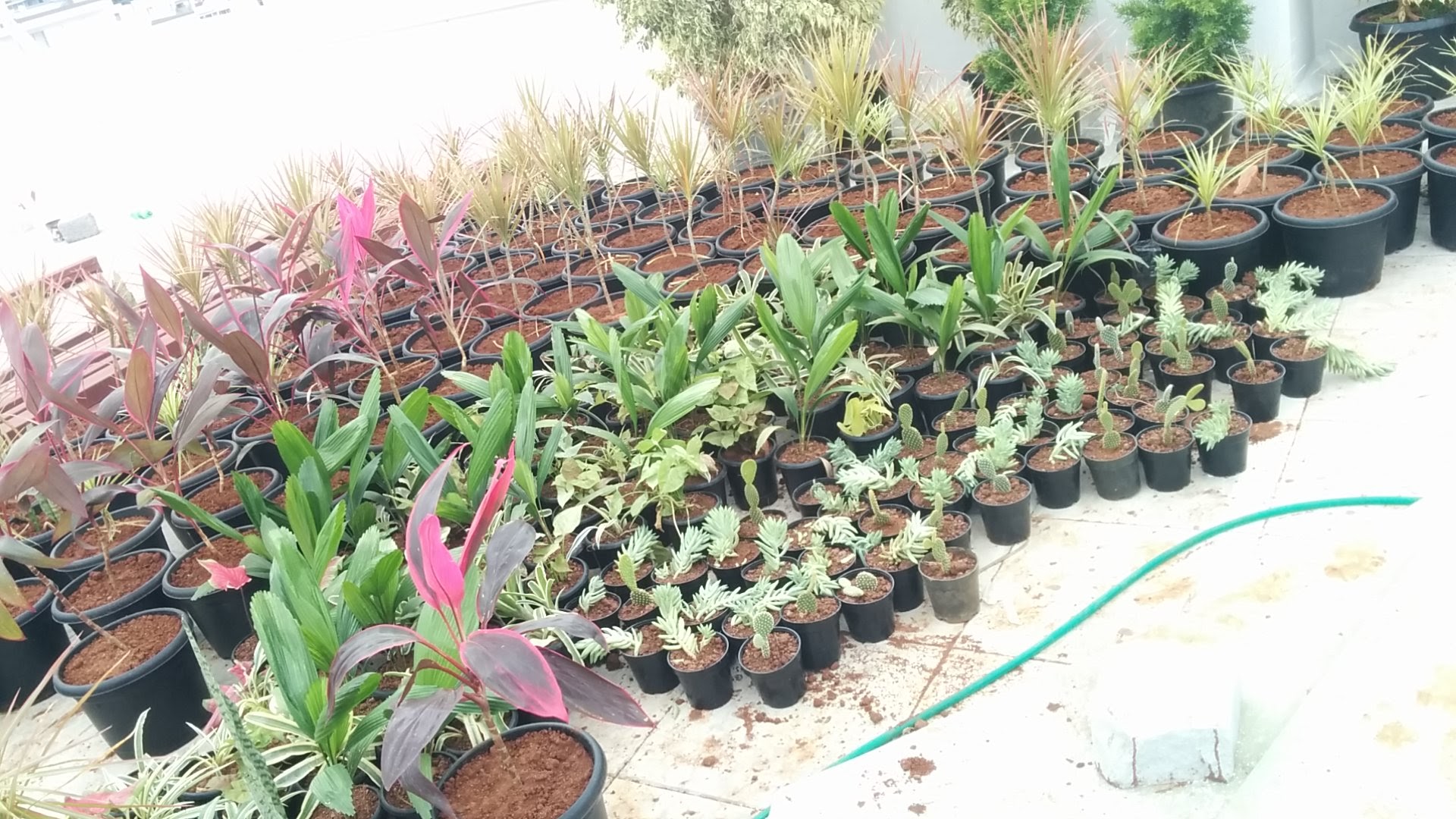 Interior planter placement 1
