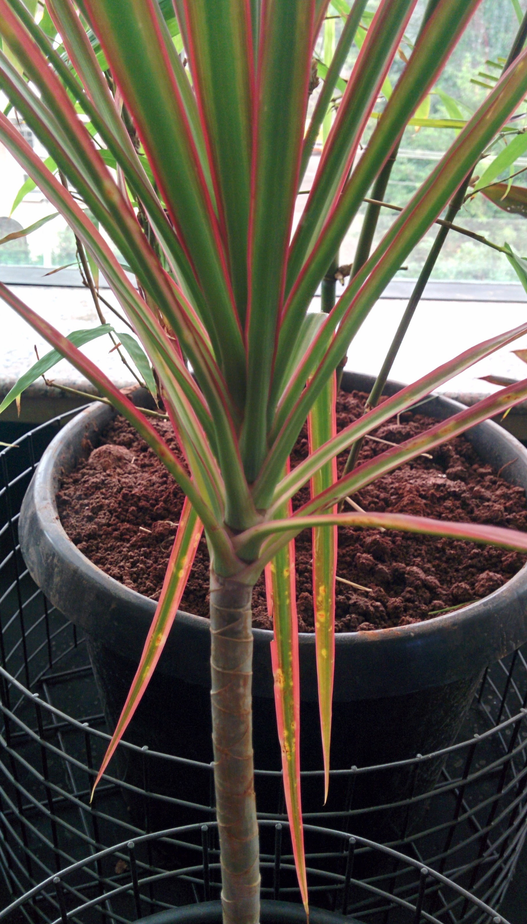Interior planter placement 2