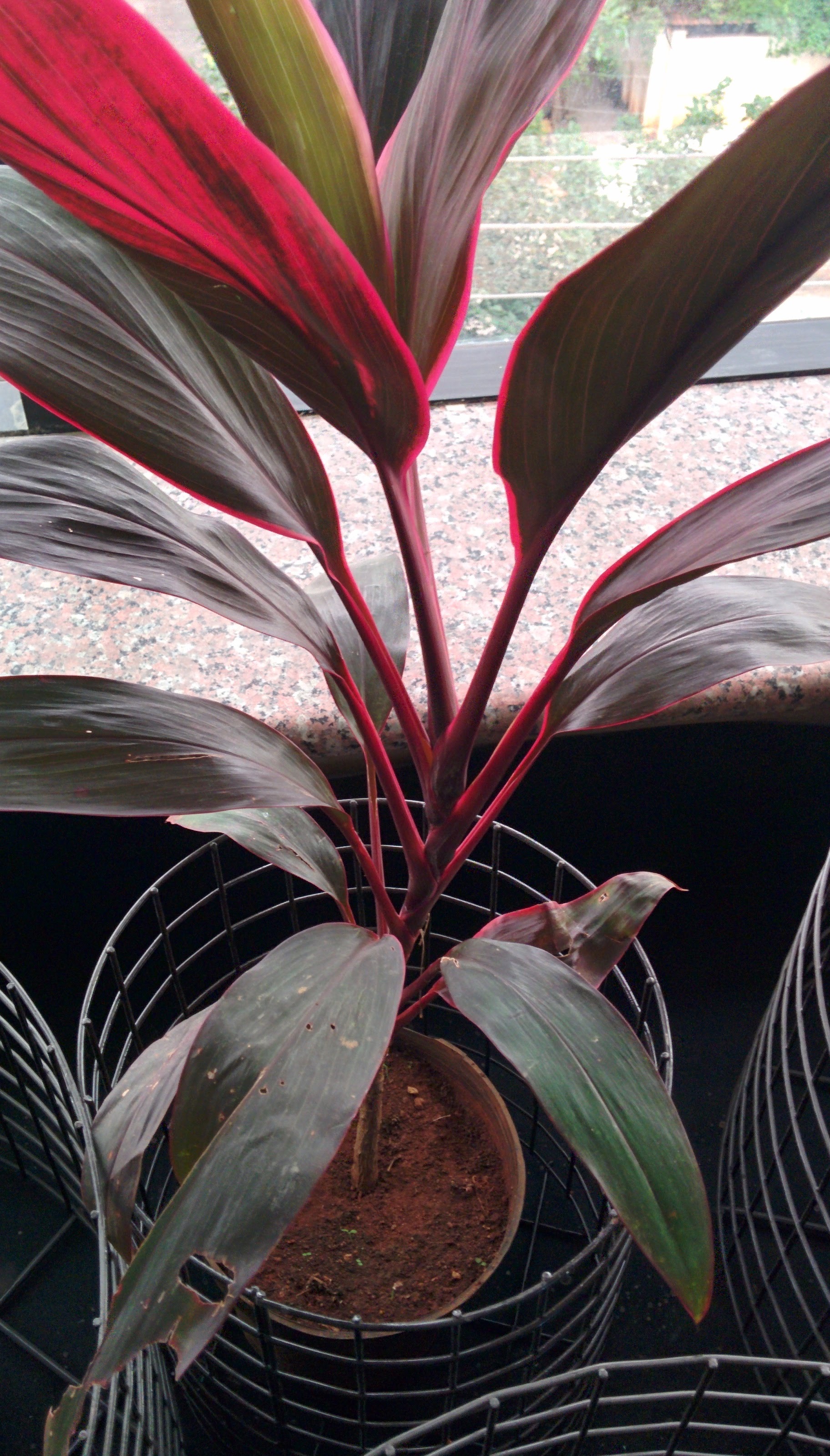 Interior planter placement 3