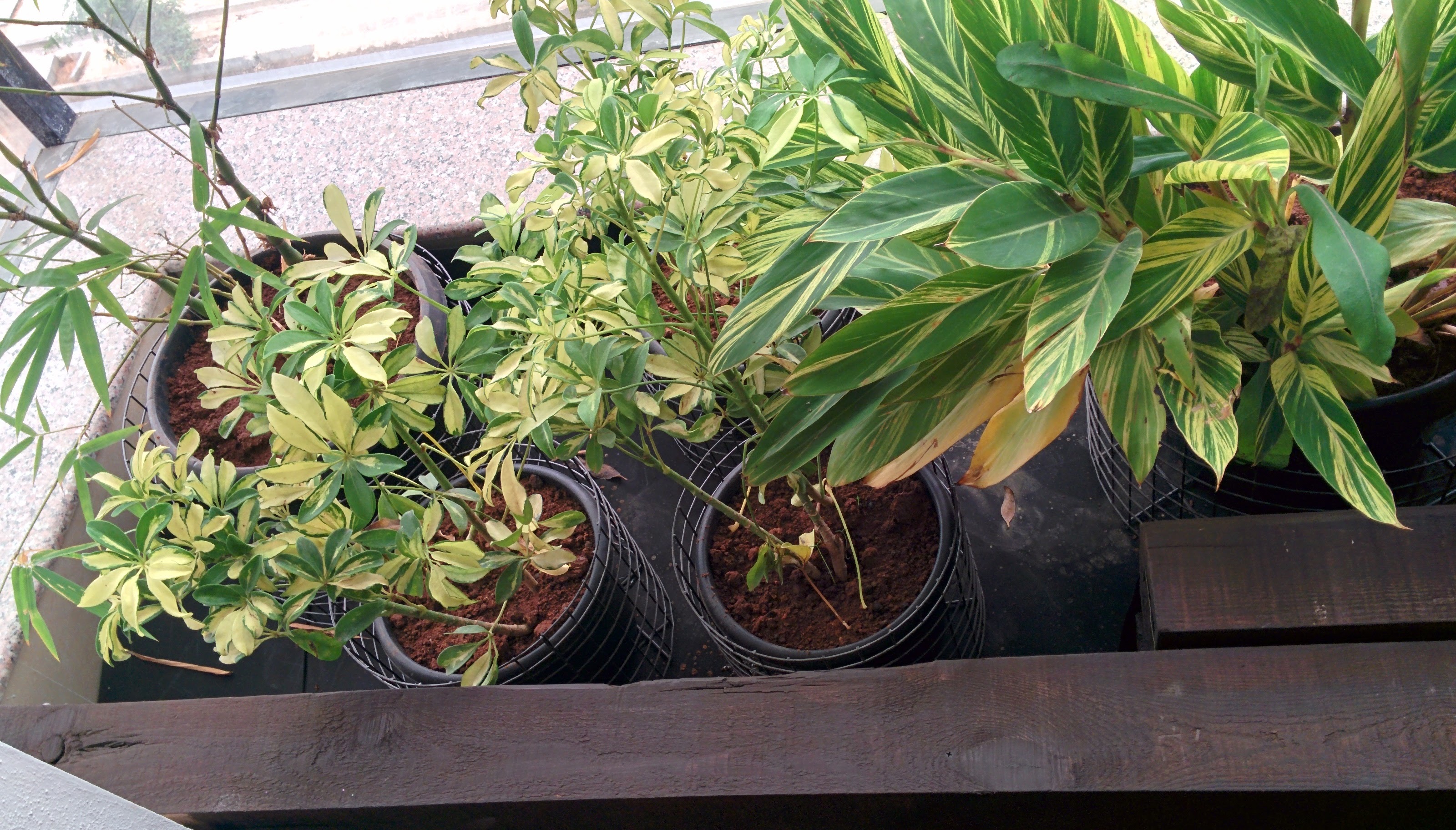 Interior planter placement 6