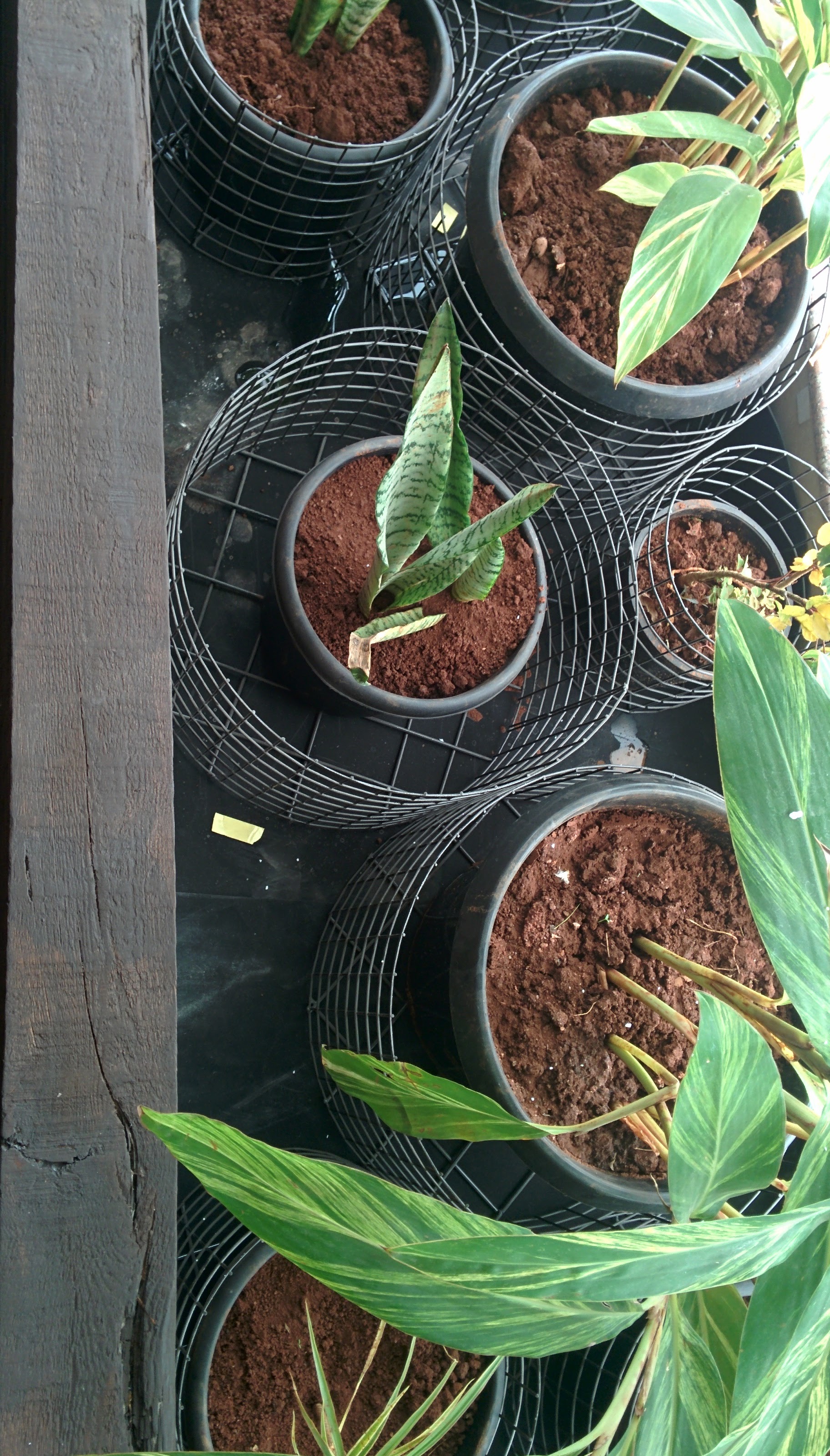 Interior planter placement 8